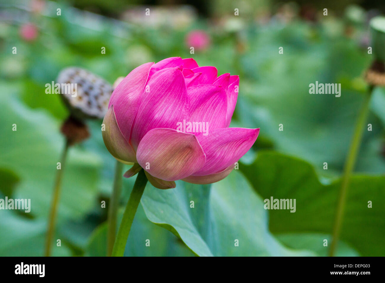 Nahaufnahme der blühenden rosa Lotus Blume, grünen Hintergrund. Stockfoto