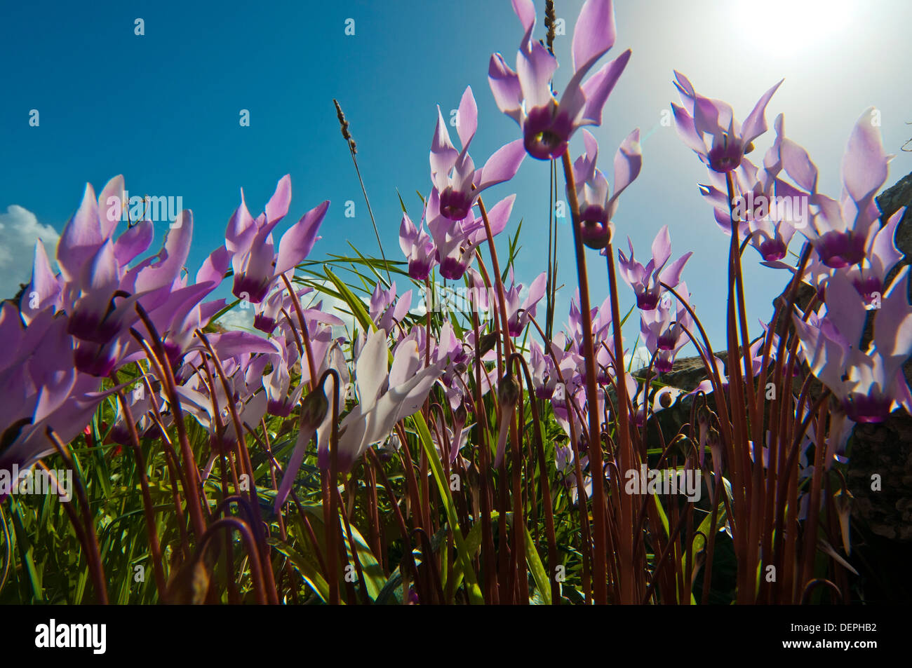 Alpenveilchen, Wildblumen Stockfoto