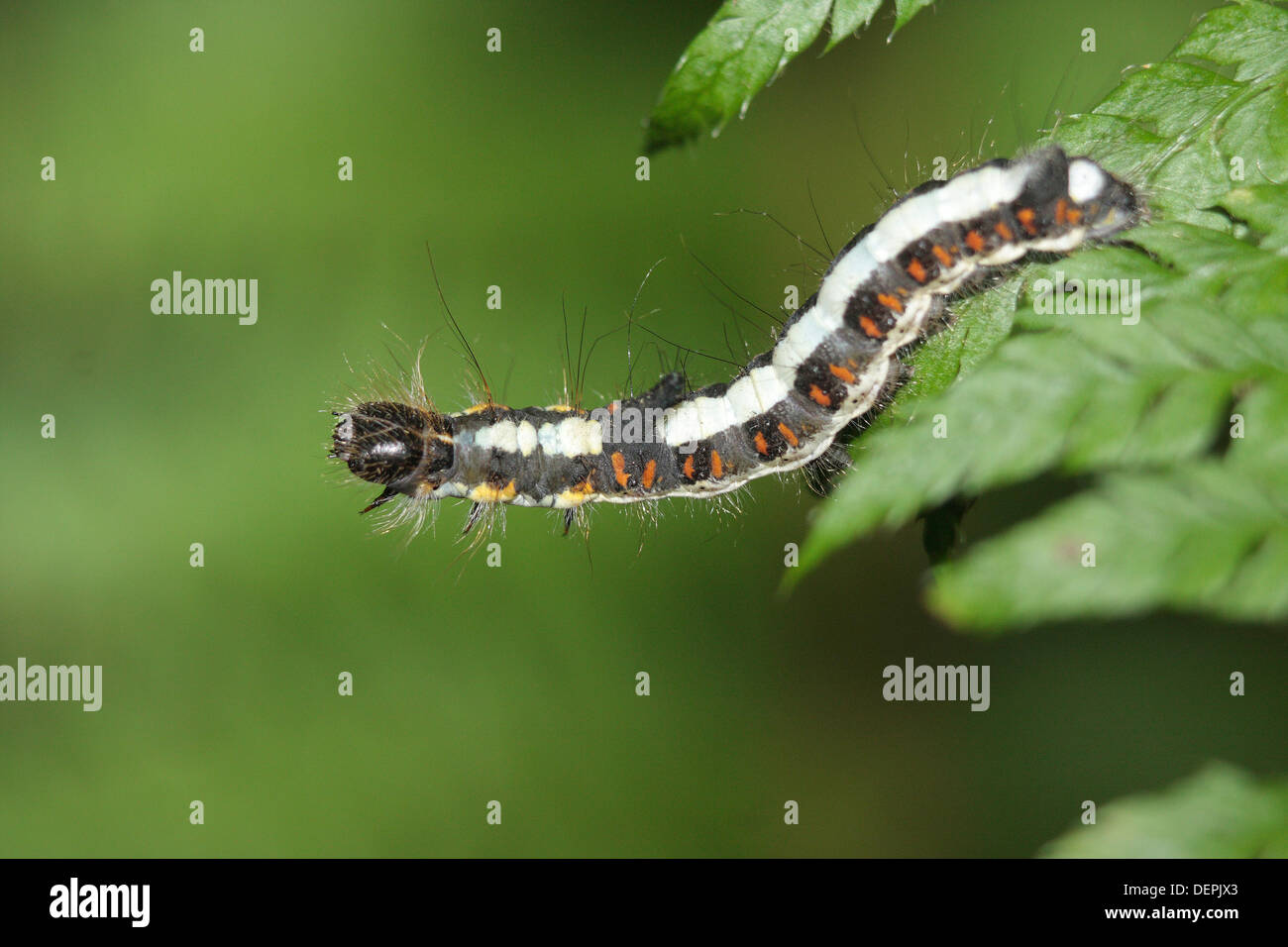 Caterpillar der grauen Dolch Motte Stockfoto