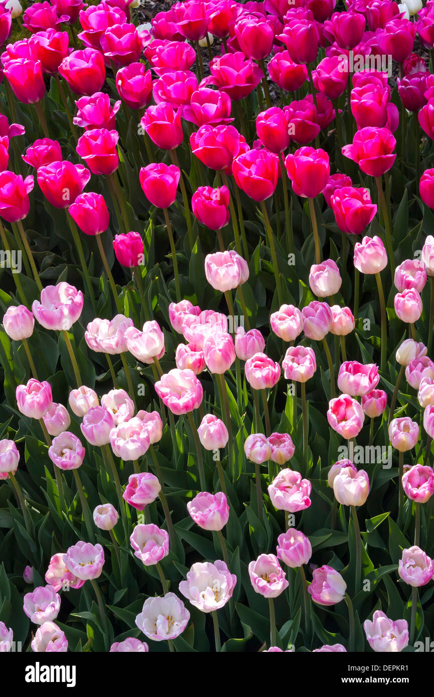 Rosa Tulpen Stockfoto