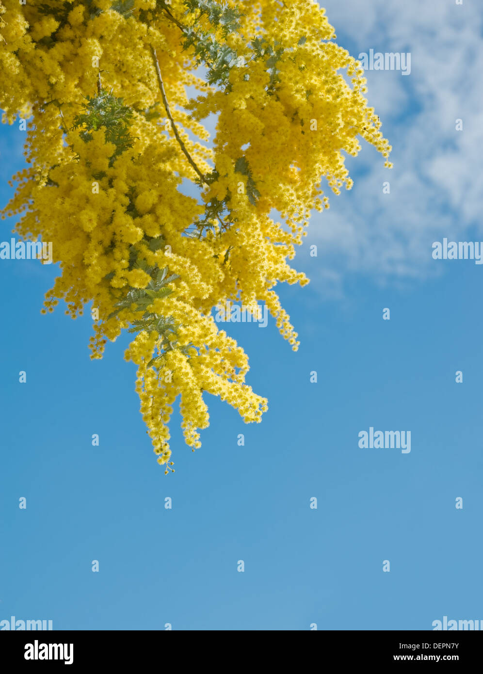 Australische Akazie blüht gegen den blauen Himmel Stockfoto