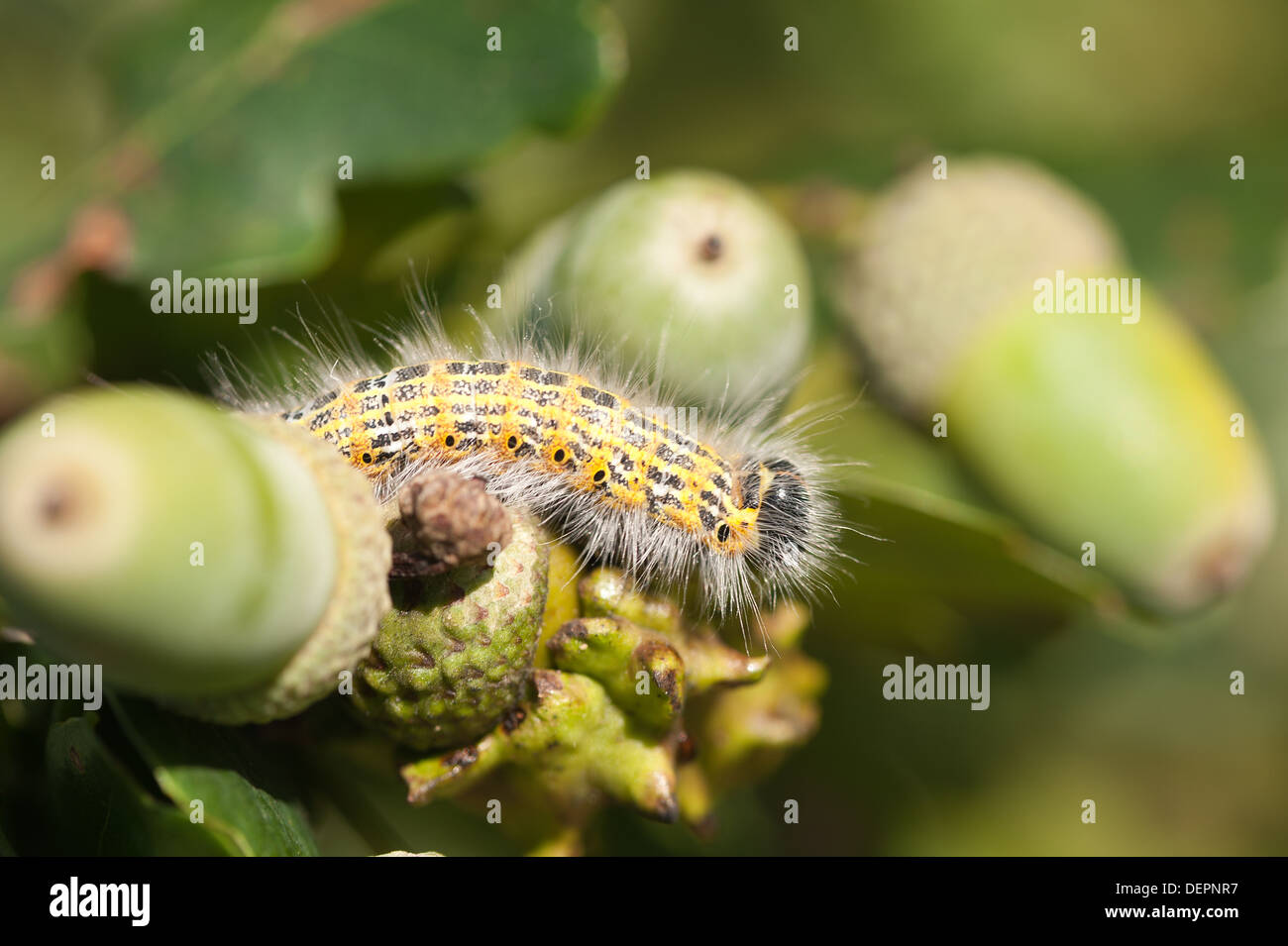 wie eine Eiche Eichenprozessionsspinner ist der Buff Tipp Motte auf englischer Eiche eine große Defoliator in Europa Stockfoto