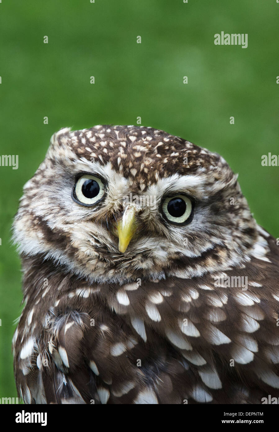 Nahaufnahme von einem Steinkauz ansprechend in die Kamera schauen Stockfoto