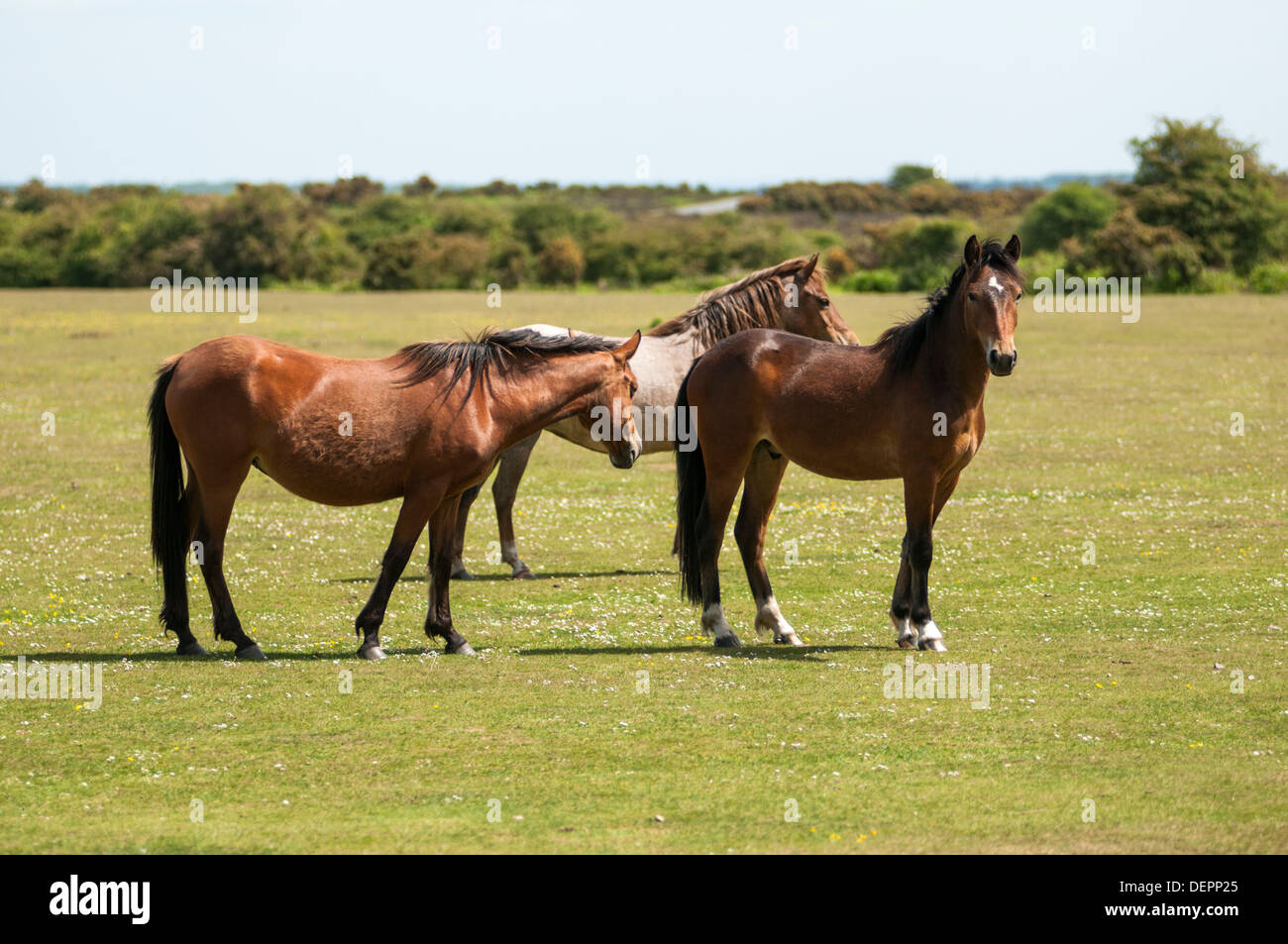 Landschaftsbild zeigt New Forest Ponys auf dem offenen Land. Stockfoto