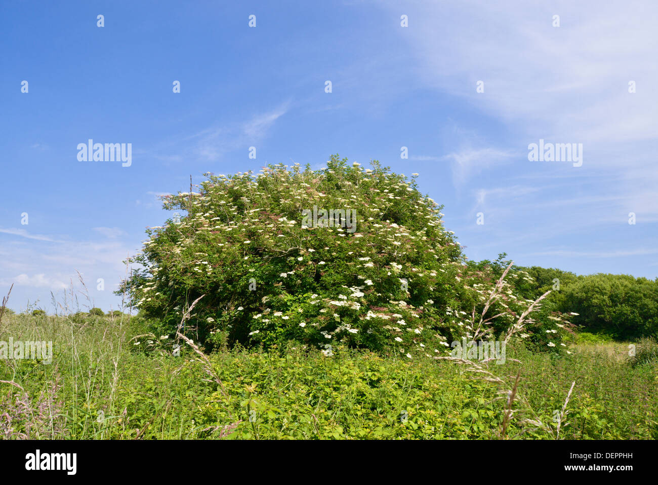 Blühenden Holunder - Samubucus Nigra im Naturreservat Qualitätsorientierung, South Wales Stockfoto