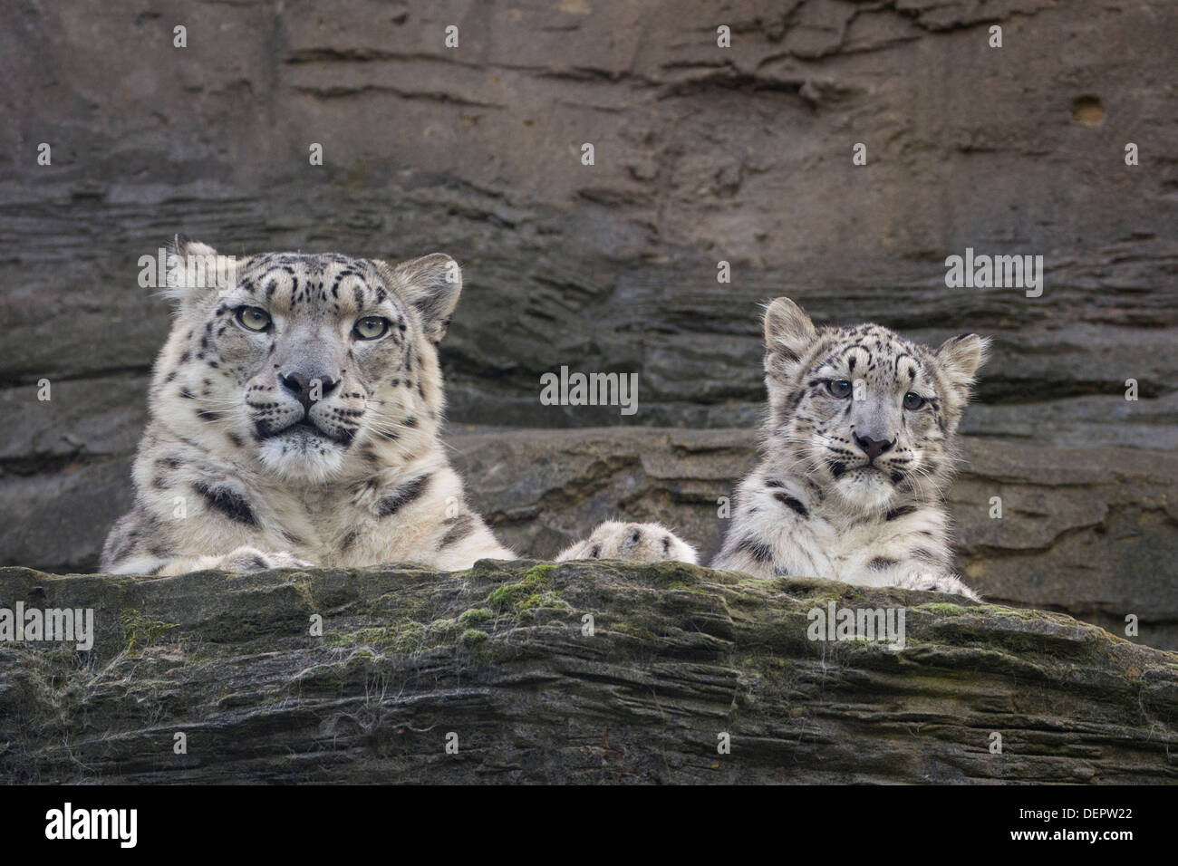 Snow Leopard Cub, 5 Monate alt, mit seiner Mutter Stockfoto
