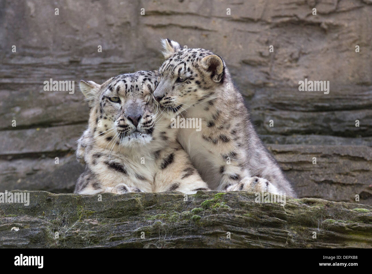 Snow Leopard Cub, 5 Monate alt, mit seiner Mutter Stockfoto