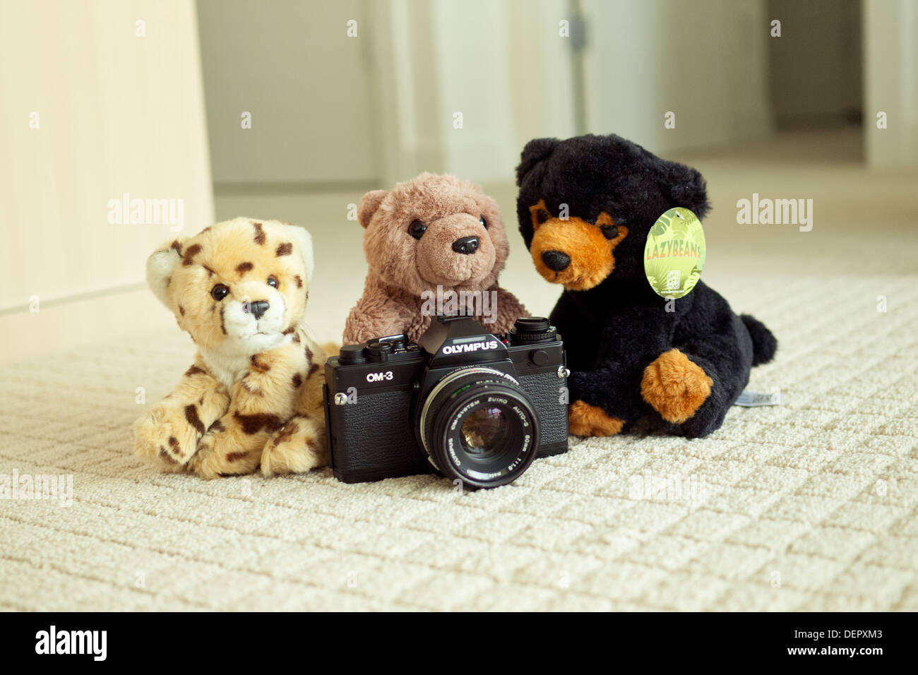 Die süßeste Gepard, Braunbär und Schwarzbär posieren mit der legendären Olympus OM-3-Film-SLR-Kamera. Stockfoto