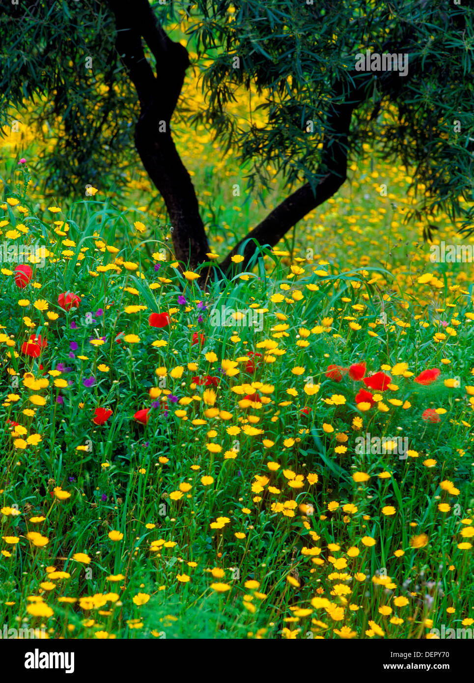 Wildblumen und Olive tree, Detail, Moron De La Frontera, Spanien Andalusien Stockfoto