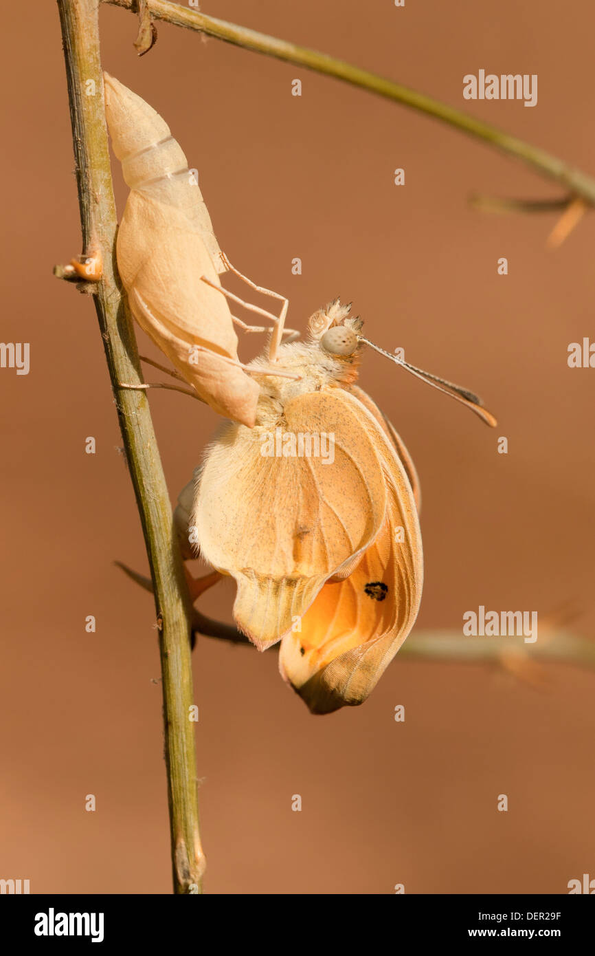 Ein Set von 4 Bildern der großen Lachs arabischen Schmetterling (Colotis Fausta Syn Madais Fausta) als es ergibt sich aus seinem Kokon. Stockfoto