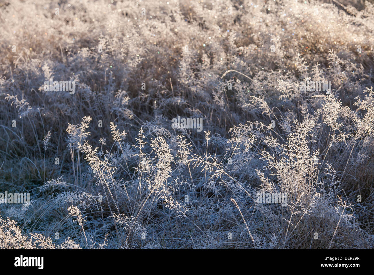 Frost auf dem Rasen, im Winter in Neuseeland Südinsel Bergen mit Sonnenlicht glitzerte. Stockfoto