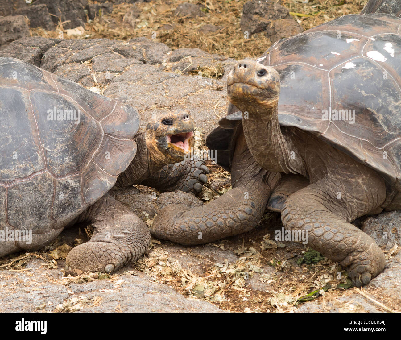 Paar große Riesenschildkröten auf den Galápagos-Inseln Stockfoto