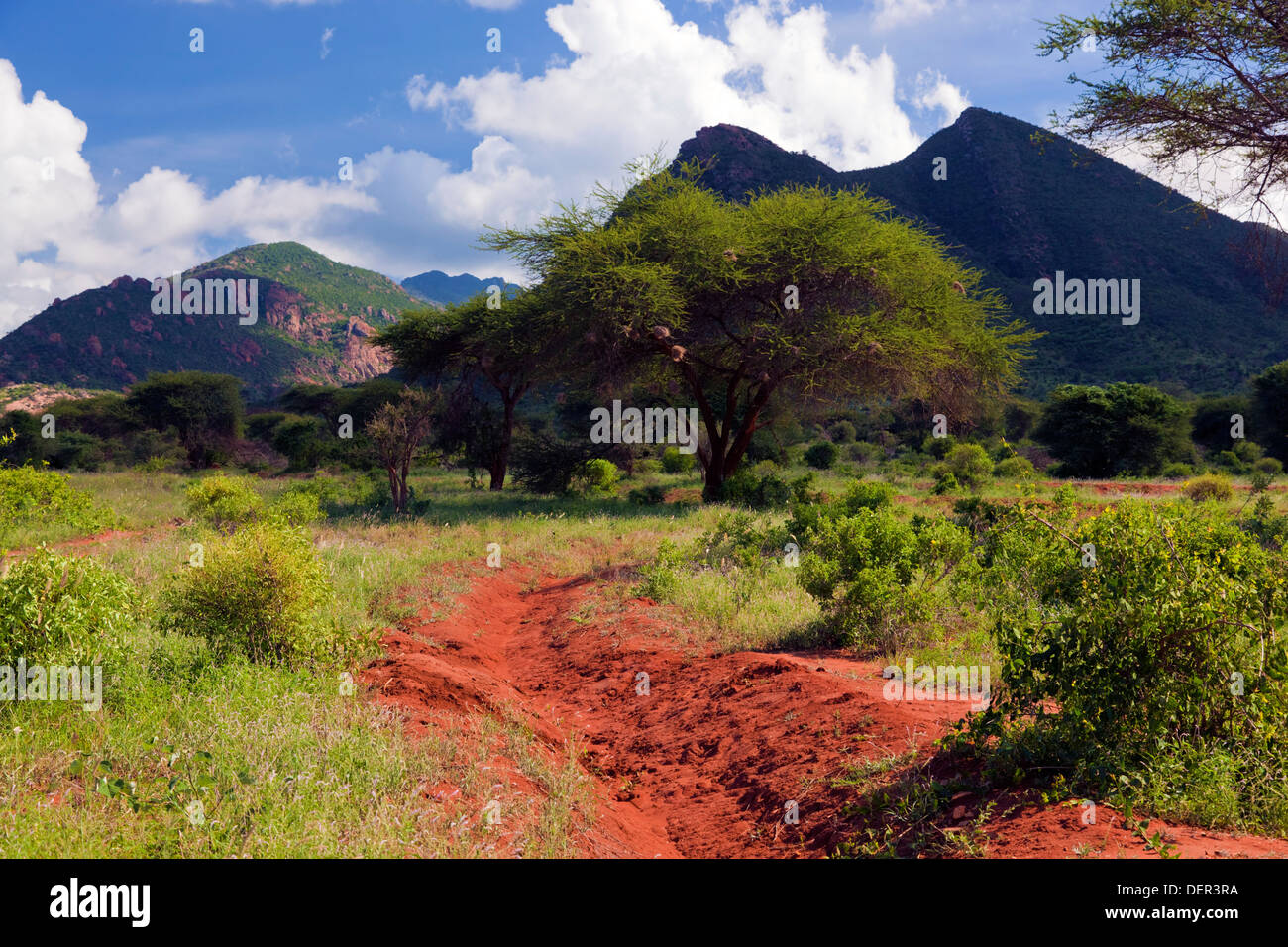 Dirt Road im Tsavo West Nationalpark, Kenia, Afrika Stockfoto