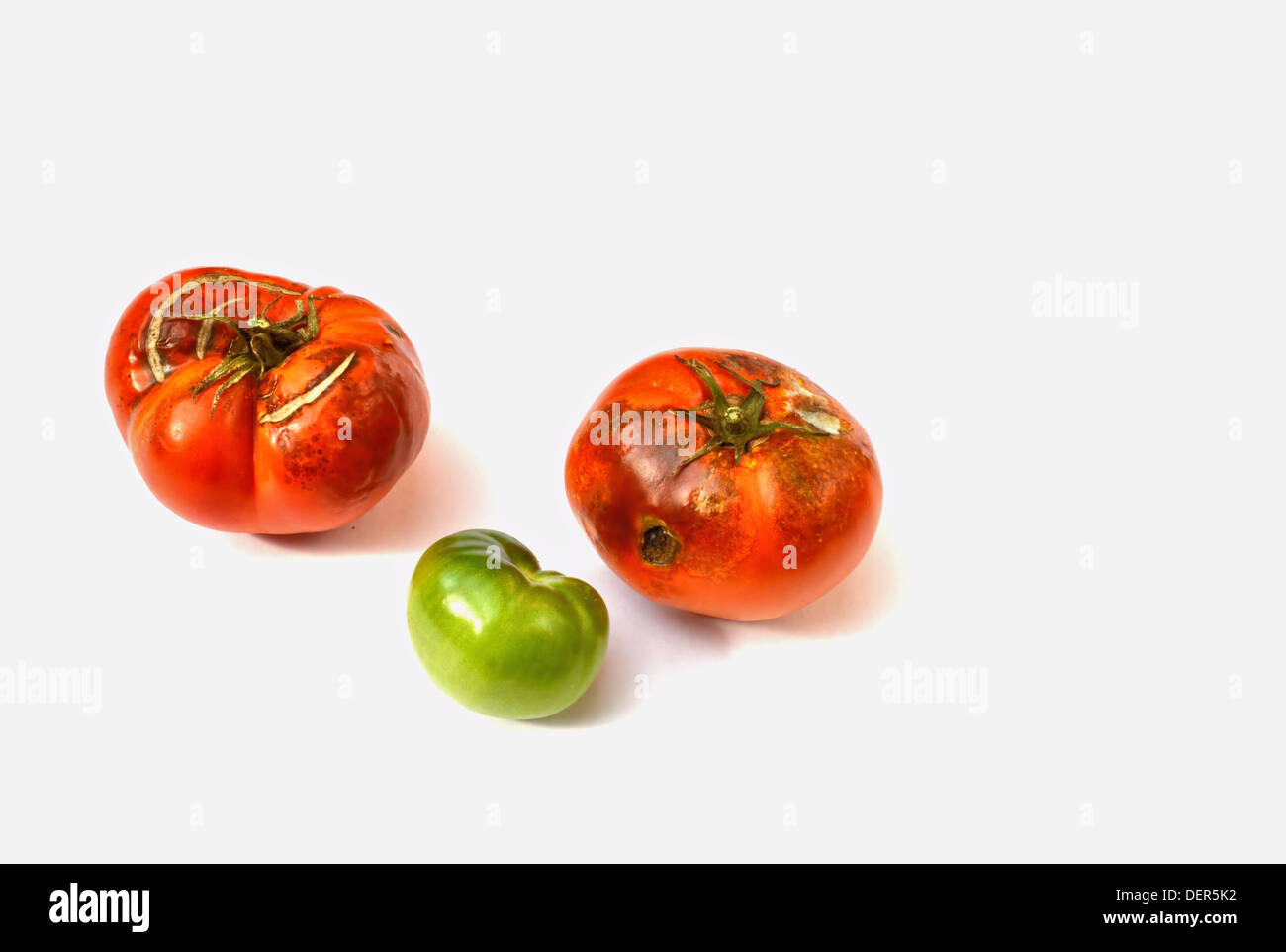 Zwei Faule Tomaten und eine kleine grüne aus meinem Garten auf einem weißen Hintergrund. Stockfoto