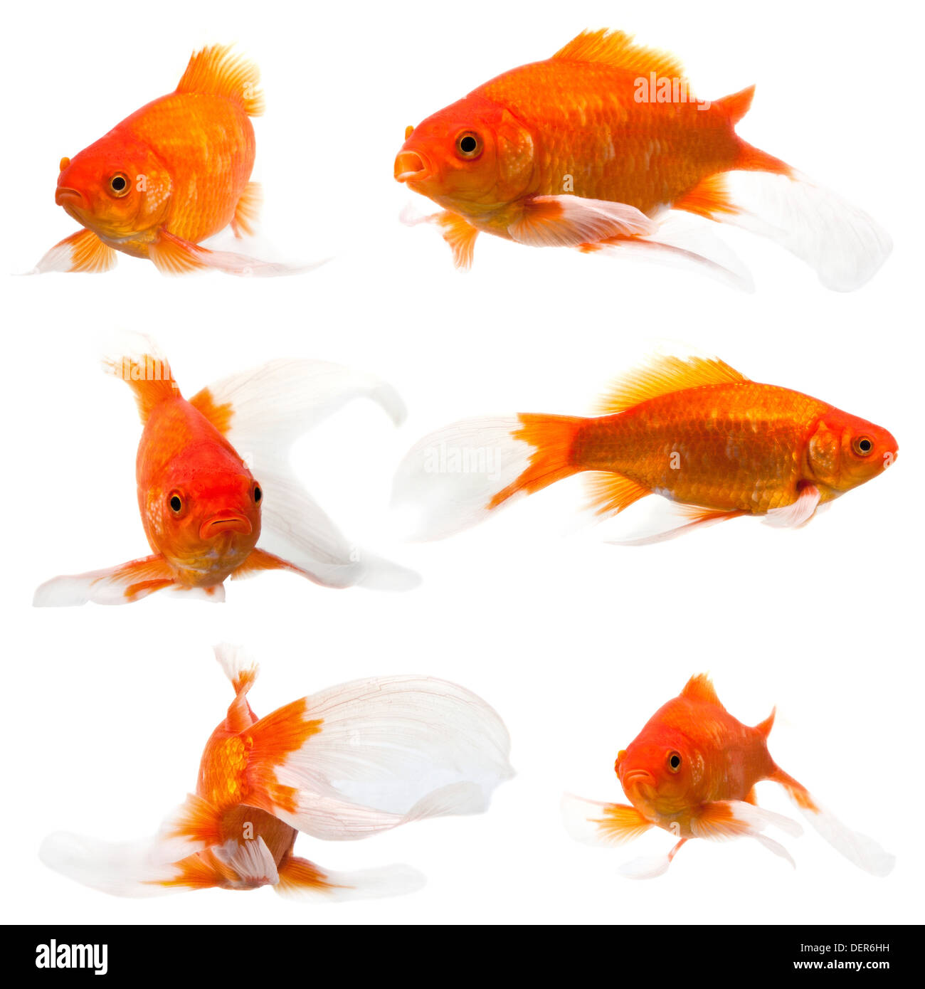 Sammlung von long-Tail-Goldfisch auf weißem Hintergrund Stockfoto