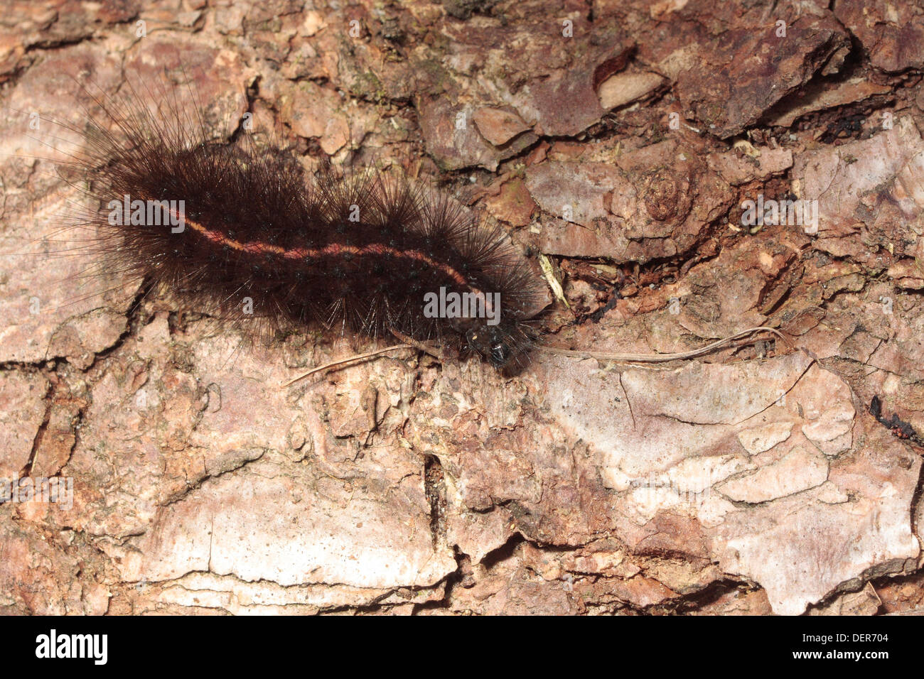 Caterpillar der weiße Hermelin Motte Stockfoto