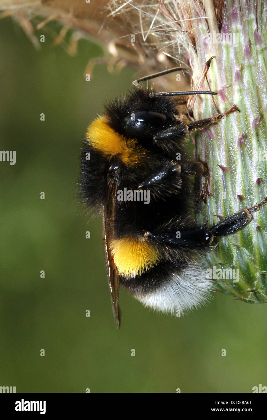 Große Erde Hummel oder Buff-tailed Hummel (Bombus Terrestris) Fütterung &  posiert auf einer Blume & ein Blatt (24 Bilder in Serie Stockfotografie -  Alamy