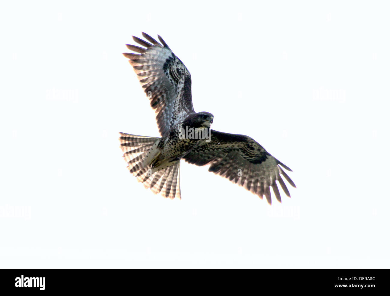 Europäische Bussard (Buteo Buteo) auf der Flucht vor einem strahlend blauen Himmel Stockfoto