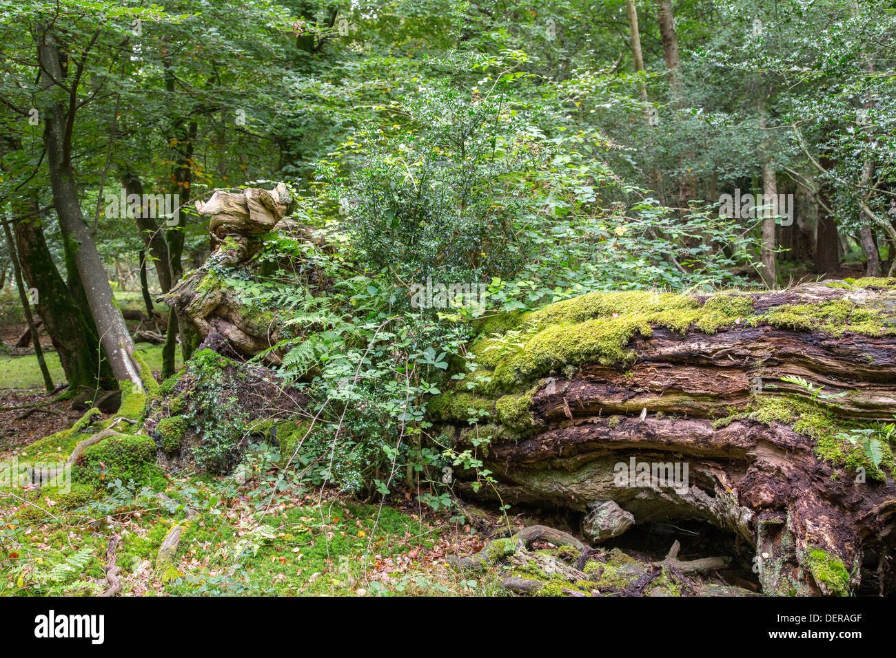 Ein umgestürzter Baum in der New Forest Wald Szene, Hampshire Stockfoto