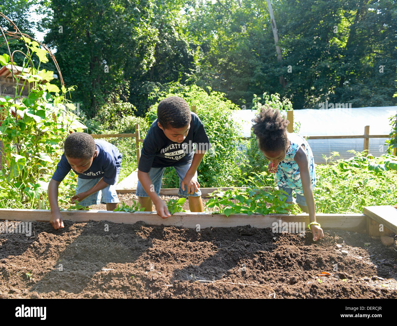 Schwarze Kinder von New Haven Praxis Bepflanzung Salat an Common Ground High School, eine Umwelt-Charta-Schule. Stockfoto