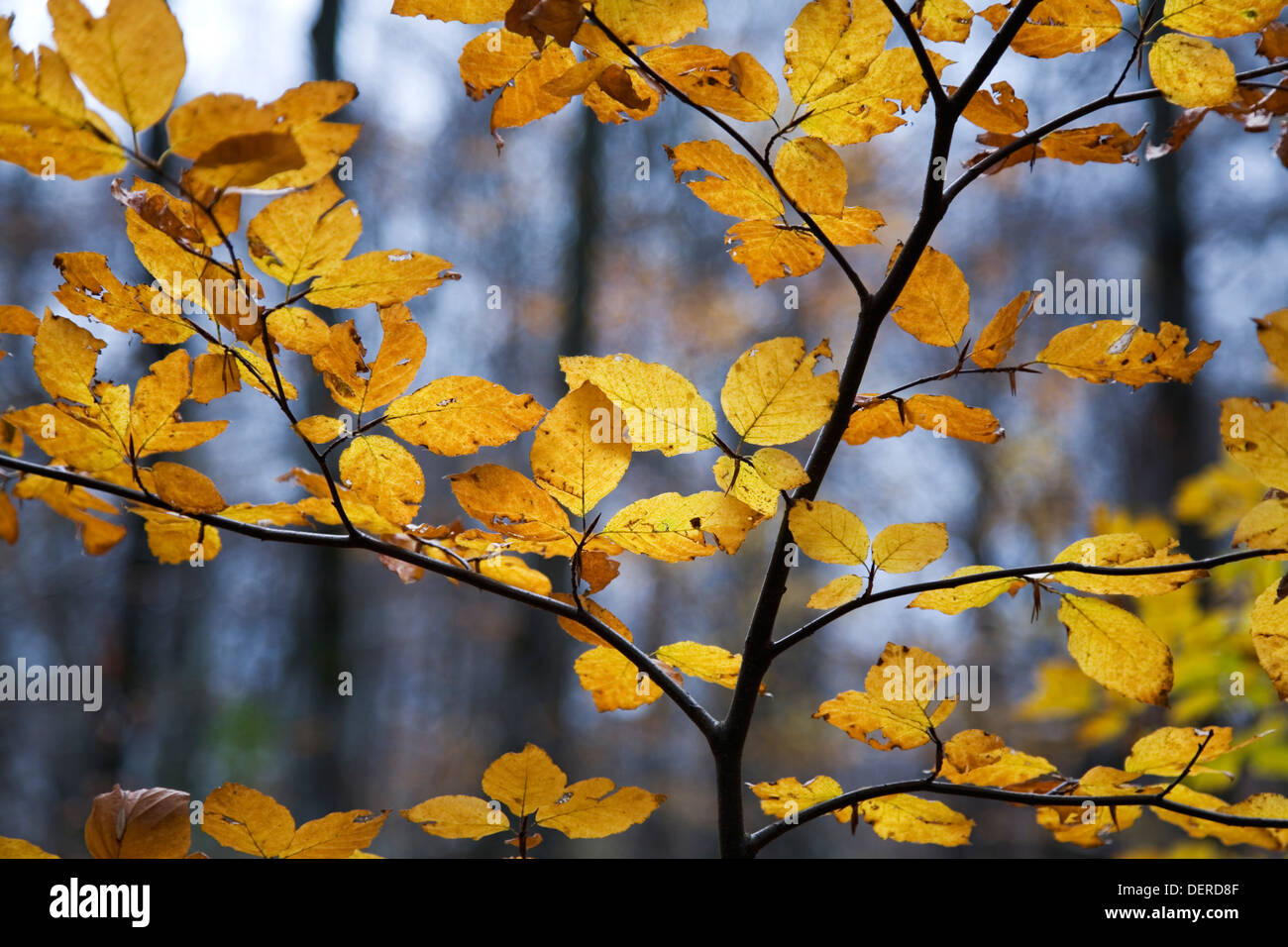 Europäische Buche oder Rotbuche (Fagus Sylvatica). Blätter im Herbst