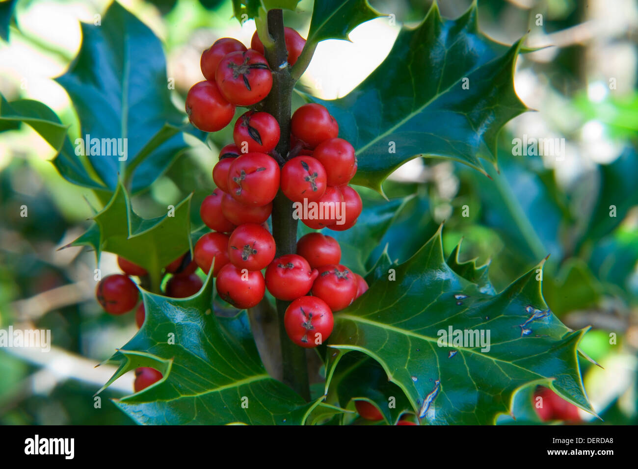 Holly, oder Stechpalme (Ilex Aquifolium) mit roten Früchten. Gorbeia Naturpark. Baskisches Land, Spanien, Europa. Stockfoto