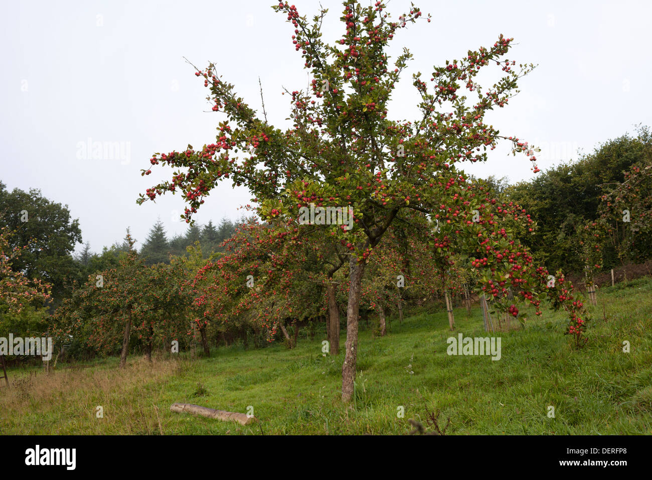 Bio-Äpfel abholbereit in Devon, England. Stockfoto