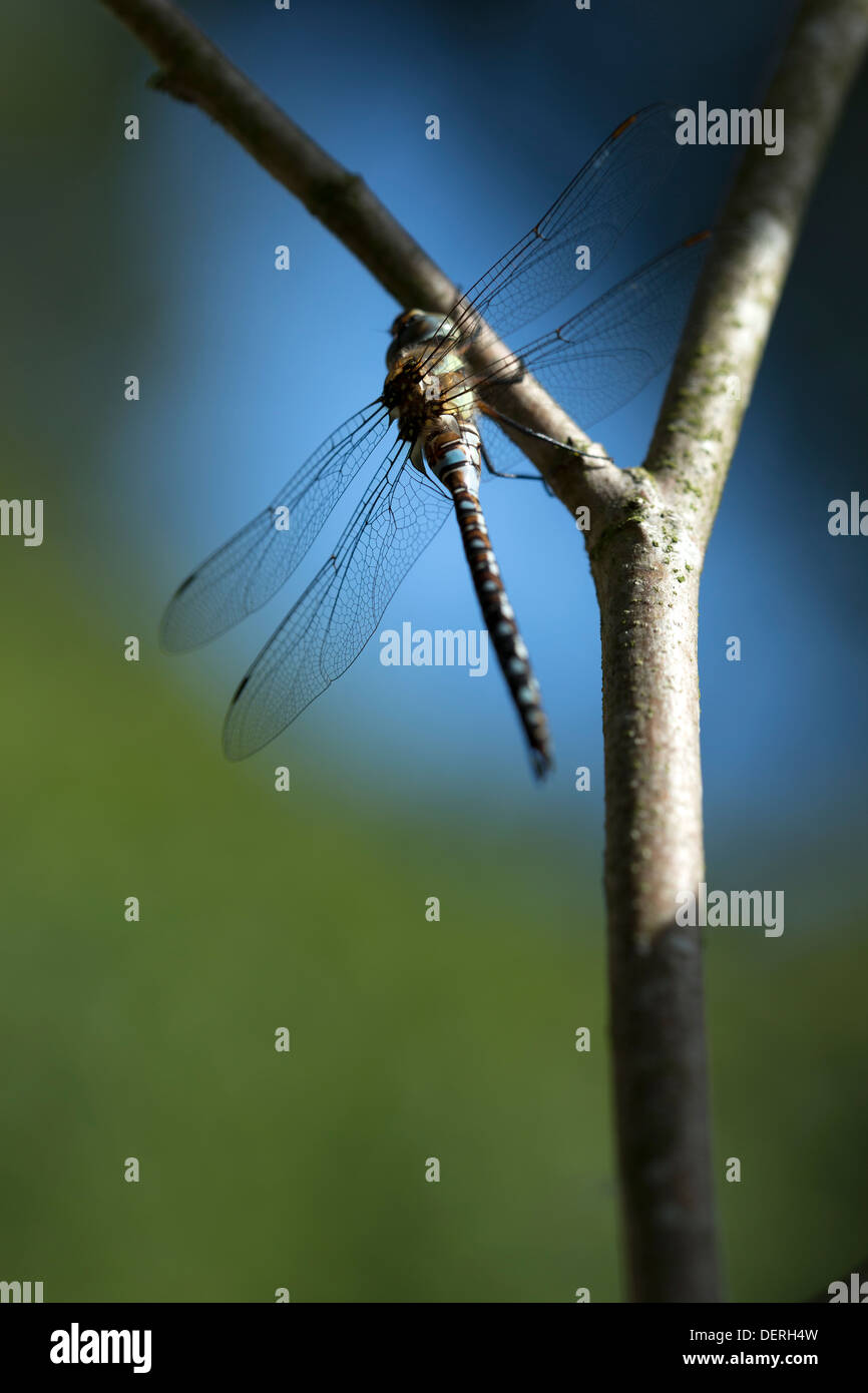 Eine Libelle ruht auf einem Zweig Stockfoto