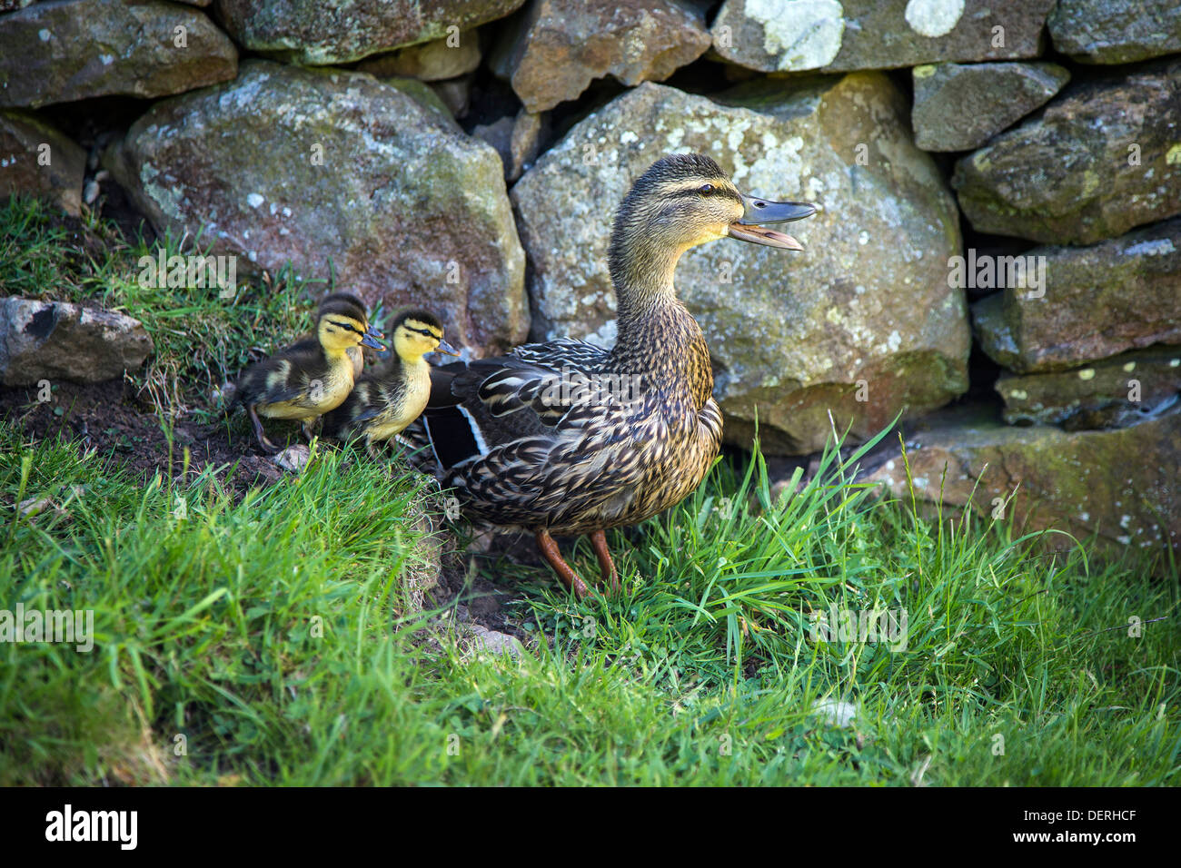 Ente und Entenküken, Yorkshire Dales Stockfoto