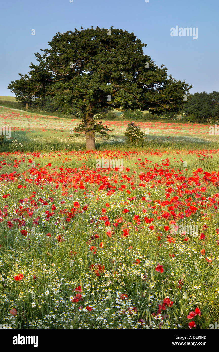 Mohnfeld in der Nähe von Pontefract, West Yorkshire Stockfoto