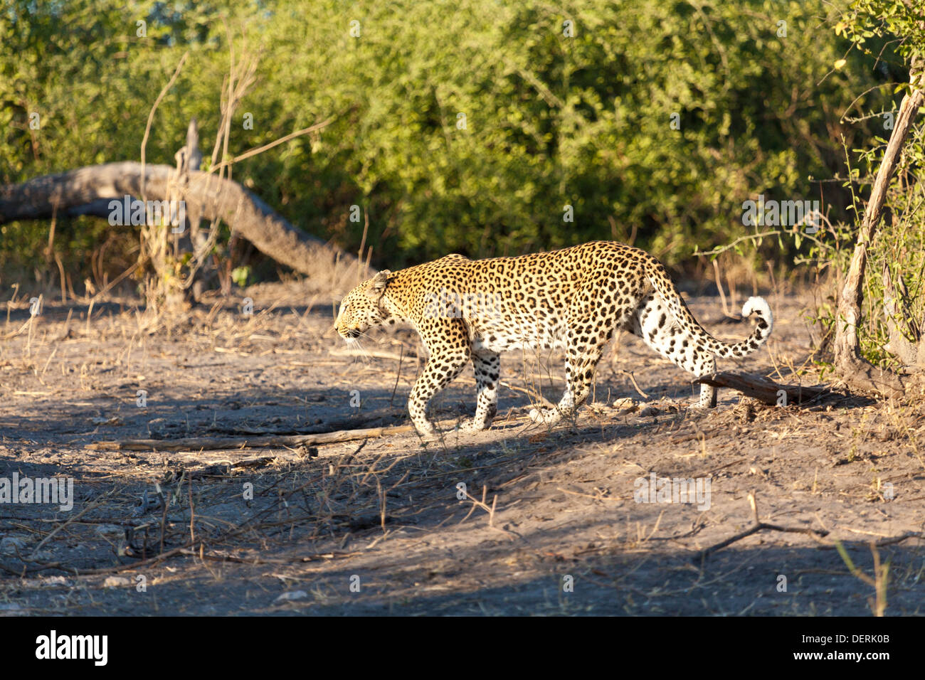 Ein Leopard zu Fuß im Busch im Chobe Nationalpark, Botswana Stockfoto