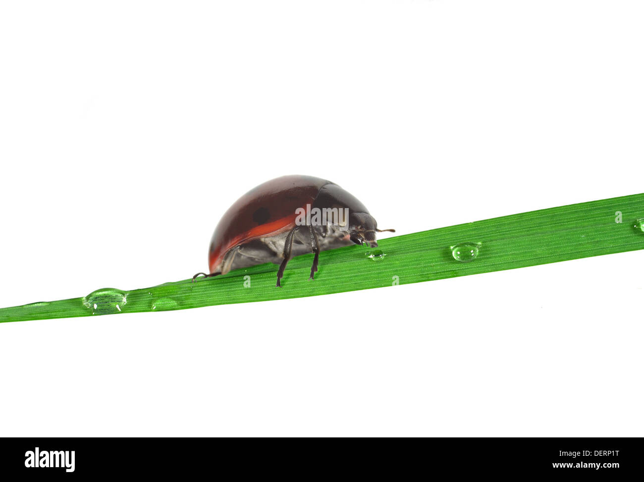 die gehen nach dem Stiel der Rasen Marienkäfer und das Wasser zu trinken Stockfoto