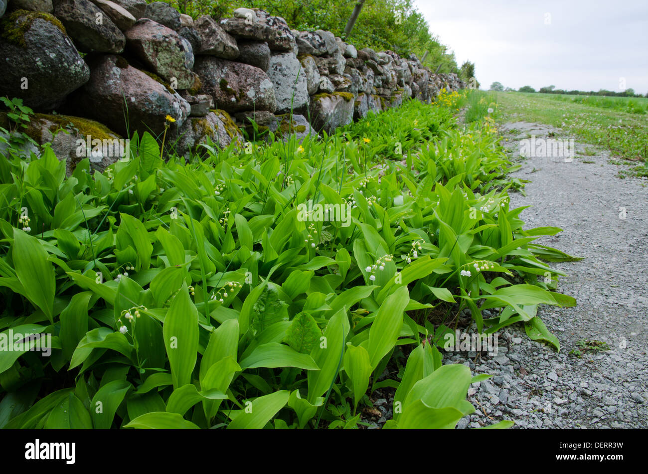 Lily Of The Valley am Strassenrand entlang einer Steinmauer. Von der Insel Öland in Schweden. Stockfoto