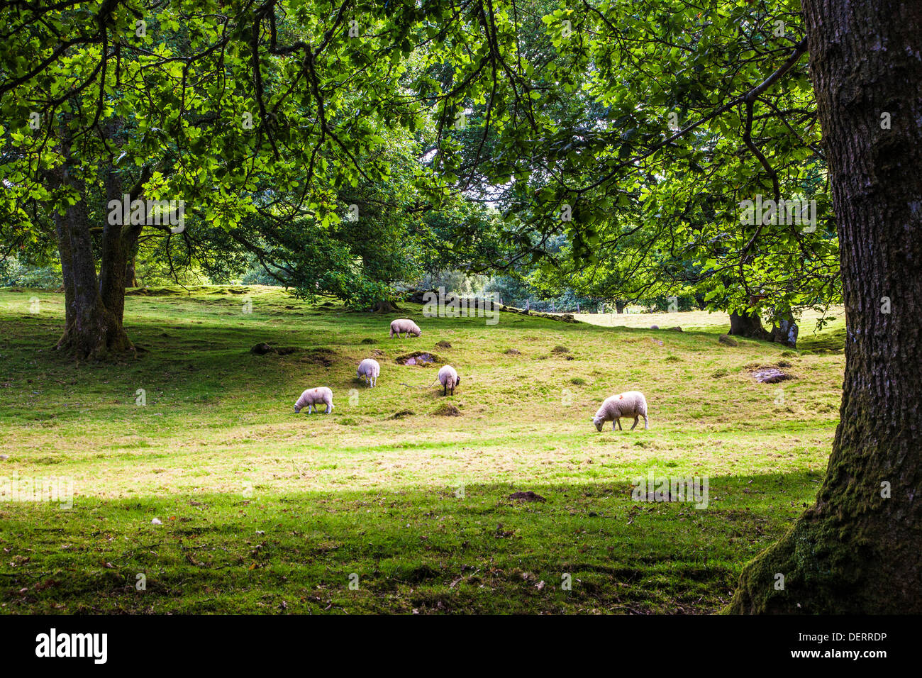 Walisische Schafbeweidung in einem Feld in das Cwm Oergwm in den Brecon Beacons National Park. Stockfoto