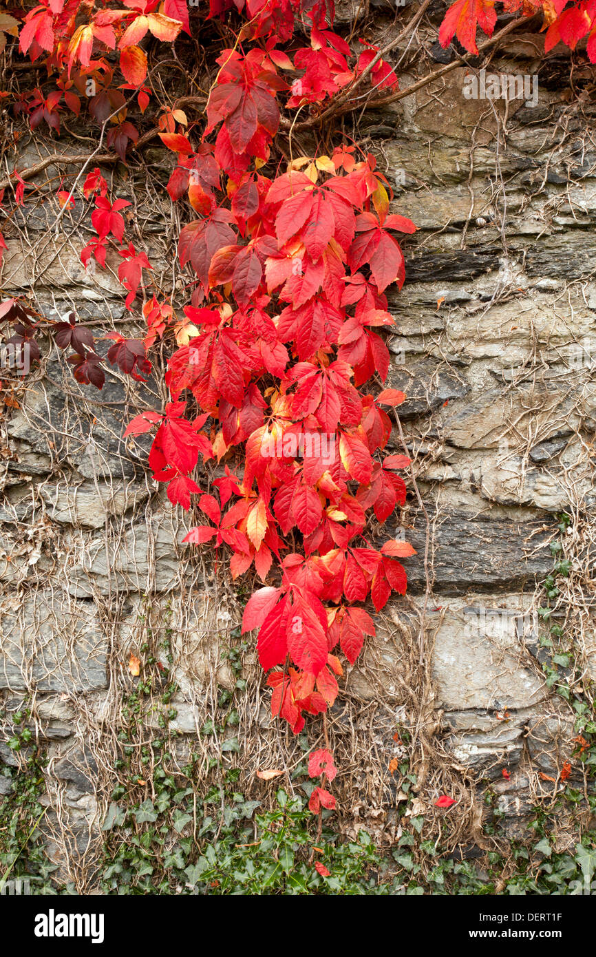 TU Hwnt I'r Bont Teestube während Romanum, North Wales, UK in volle Herbstfärbung Stockfoto