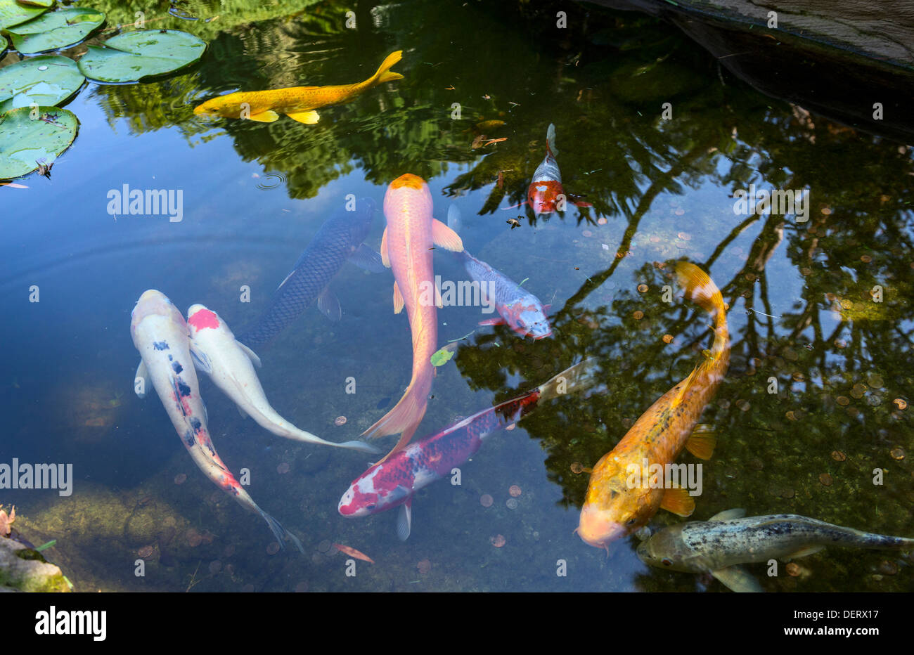 Koi fisch seerose Fotos und Bildmaterial in hoher Auflösung Alamy