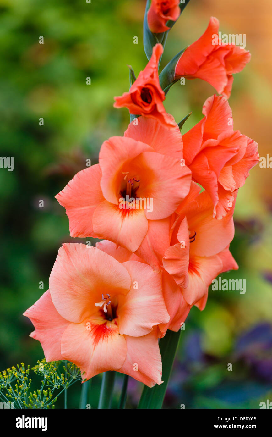 Orange gladiole Fotos und Bildmaterial in hoher Auflösung Alamy
