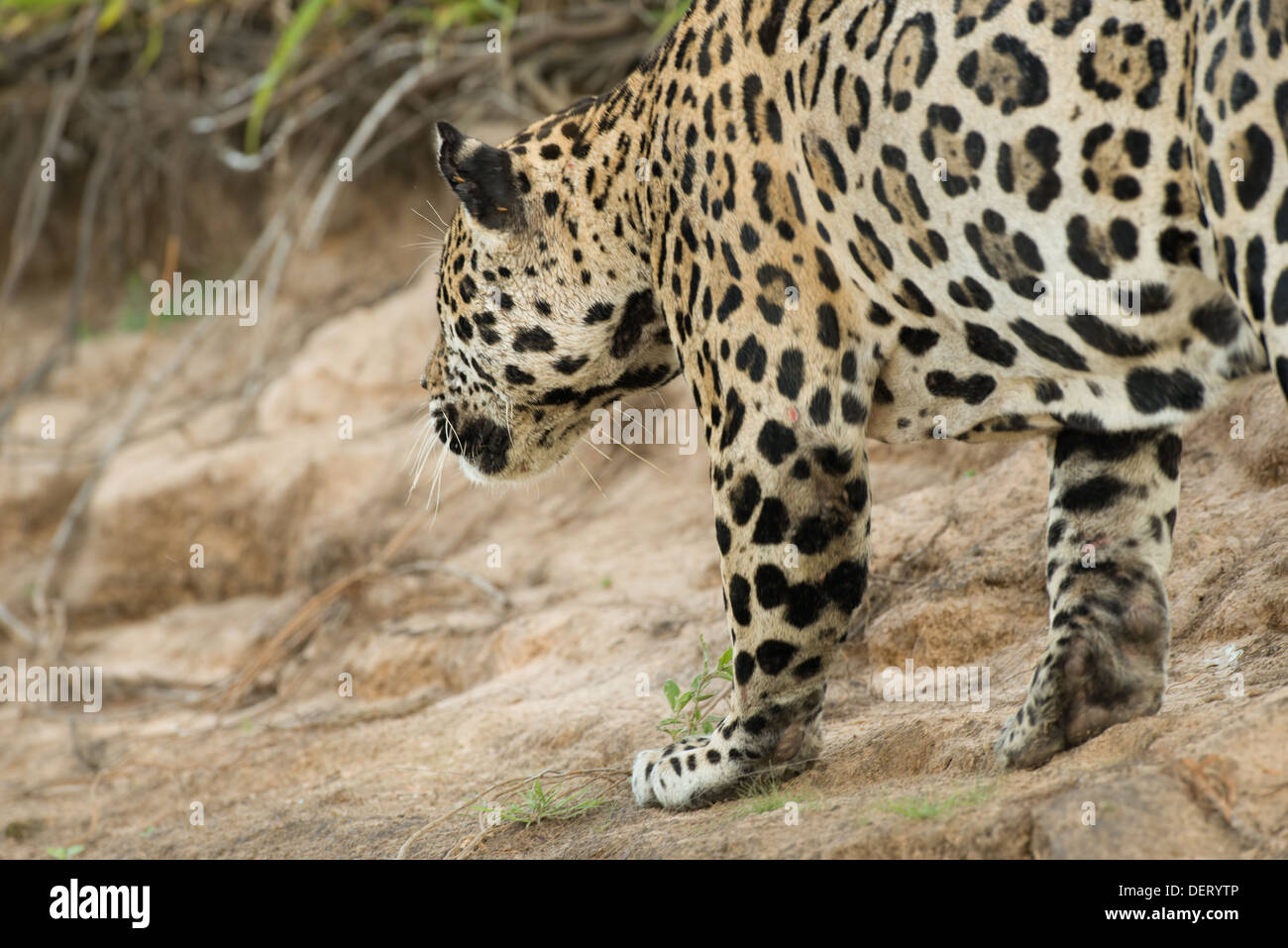 Stock Foto von einem Jaguar stalking Beute, Pantanal, Brasilien. Stockfoto