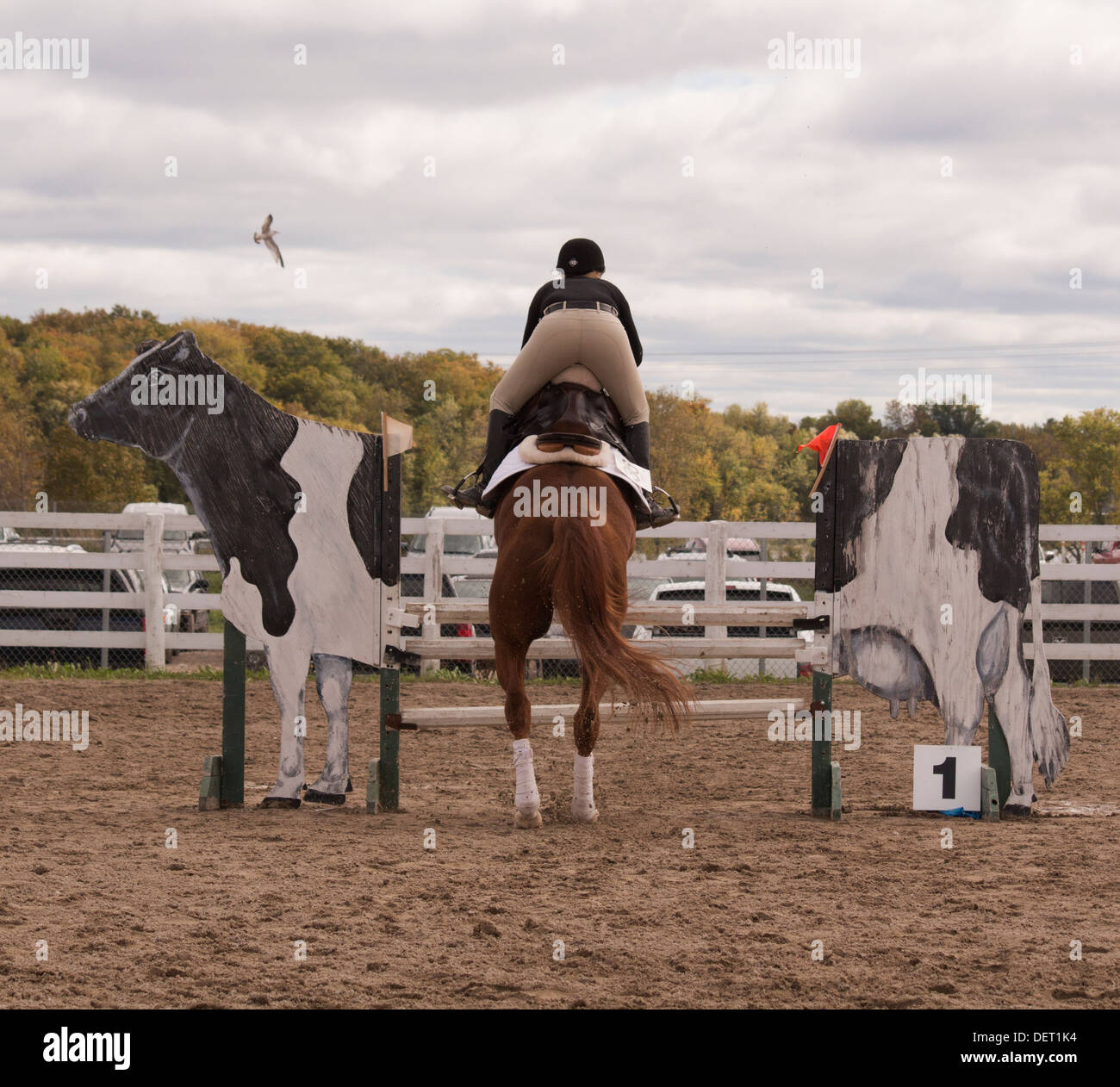 Frau auf Pferd springen über Zaun aussieht wie eine Holstein Kuh. Wettbewerb in springen der Klasse Lindsay Fair und Ausstellung Stockfoto