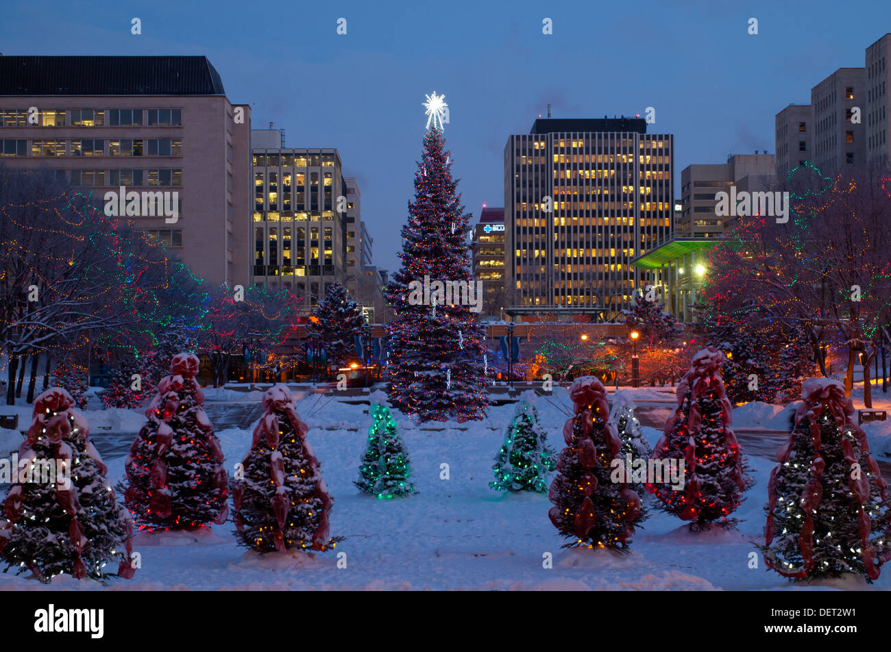 Weihnachtsbäume auf dem Alberta Legislature Gelände in der Provinzhauptstadt Edmonton, Alberta, Kanada. Stockfoto