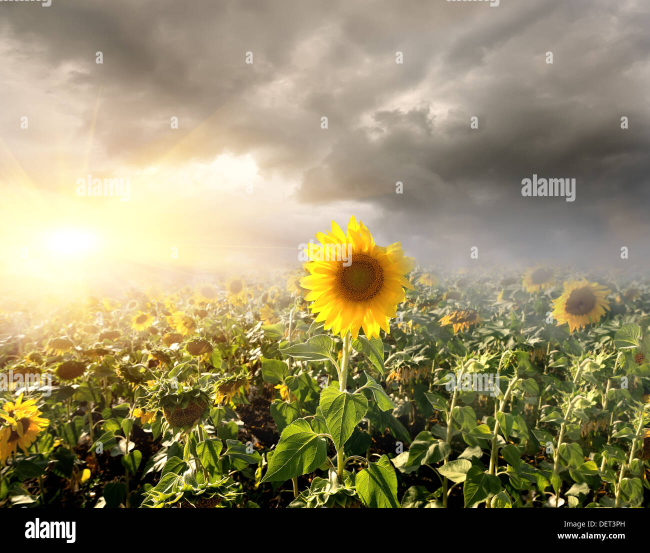 Sonne durch die Wolken über einem Feld von Sonnenblumen Stockfoto