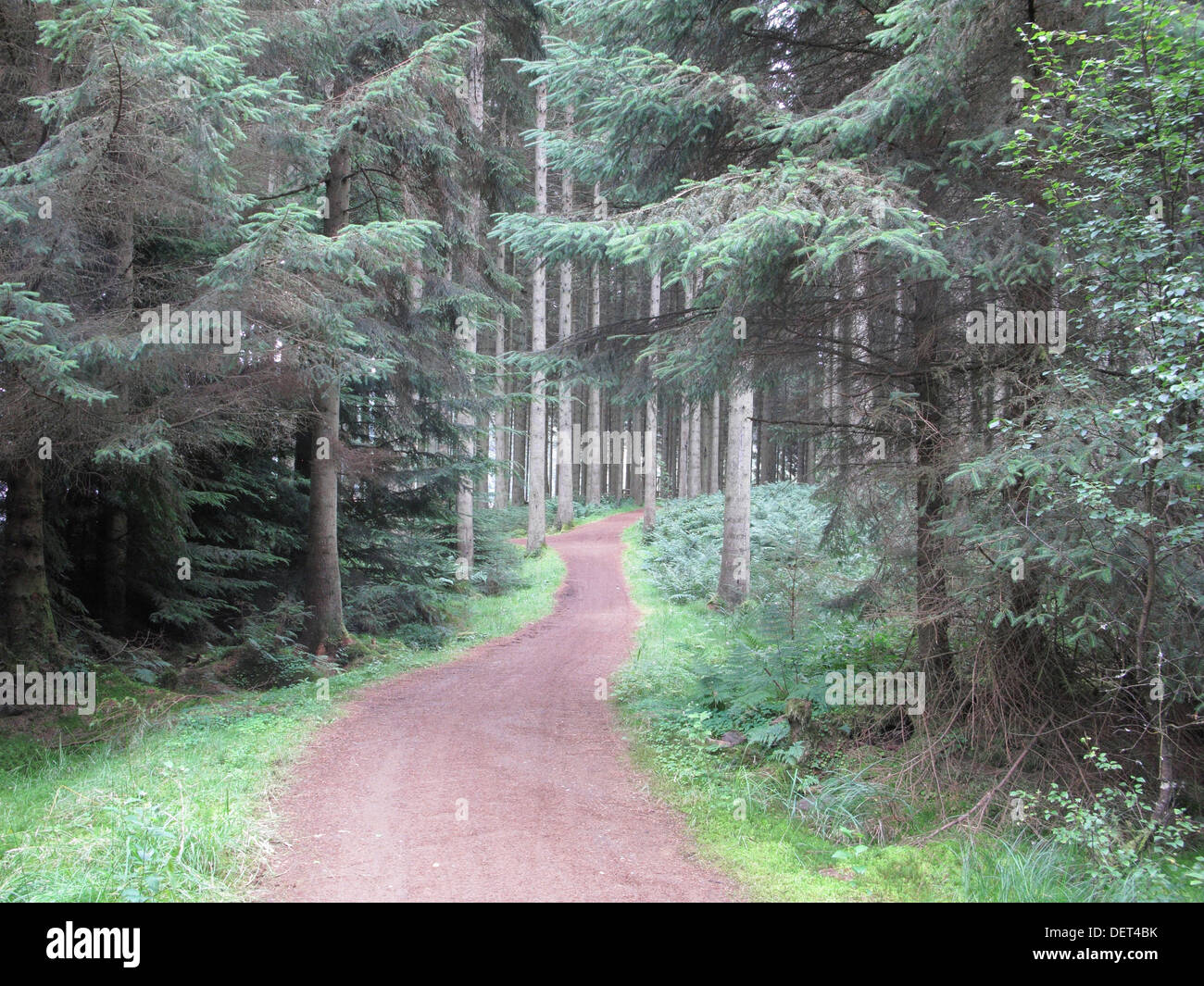 Lakeside Weg öffentlichen Fußweg, Kielder Forest, Northumberland, UK Stockfoto