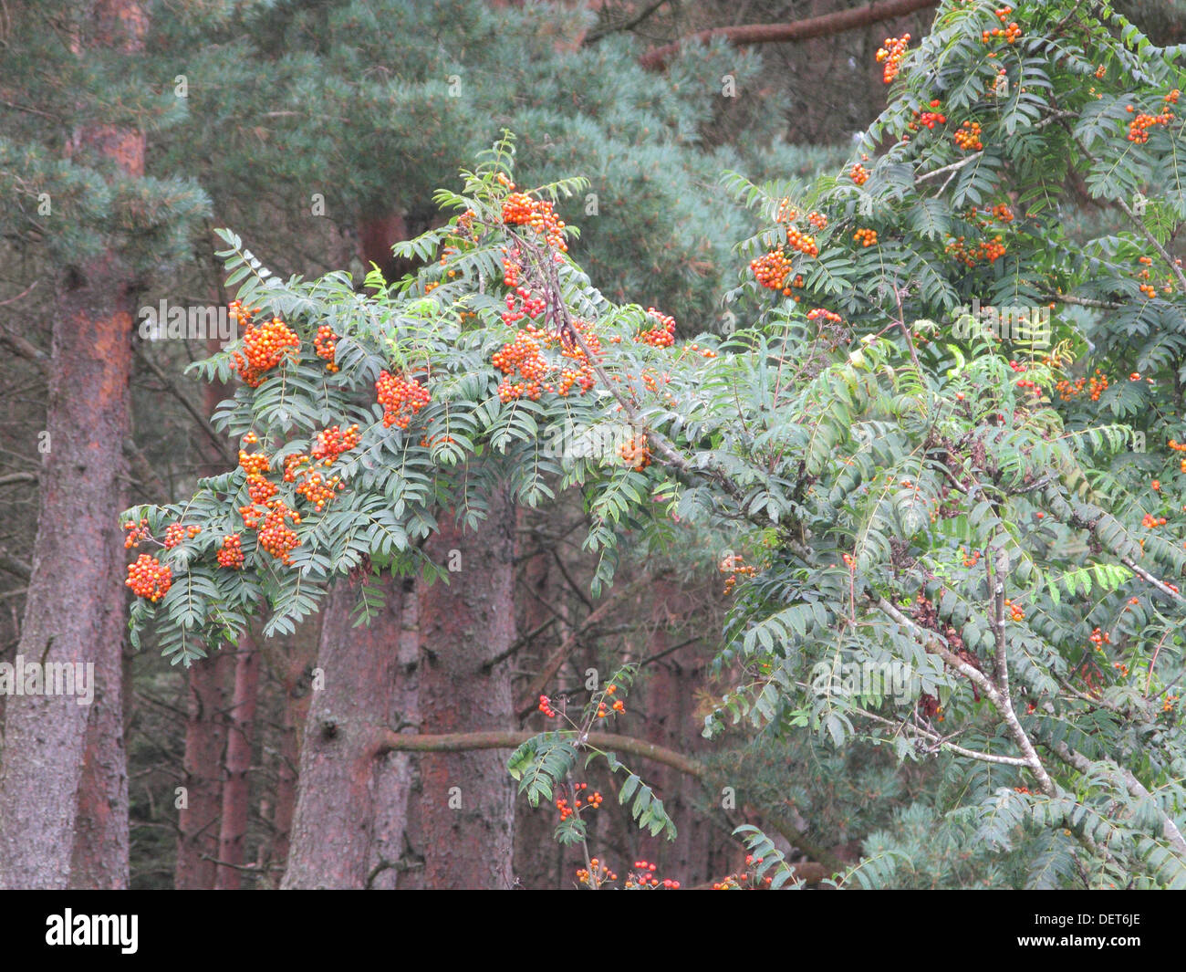 Rote Beeren auf einem Rowan oder Eberesche Baum (Sorbus Aucuparia) UK Stockfoto