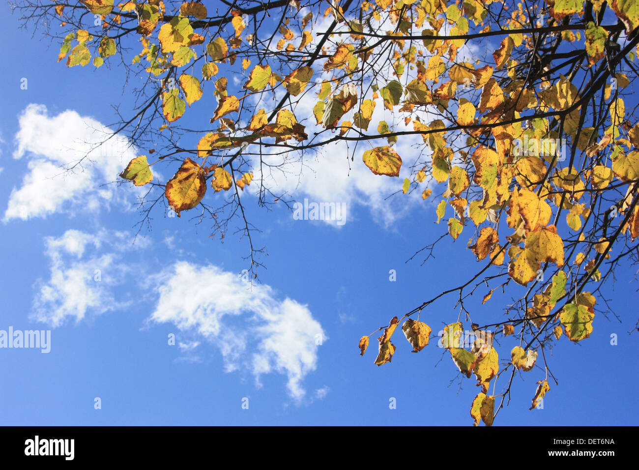 Ein sehr Nic-Himmel im September durch Vorhang aus Blättern Stockfoto