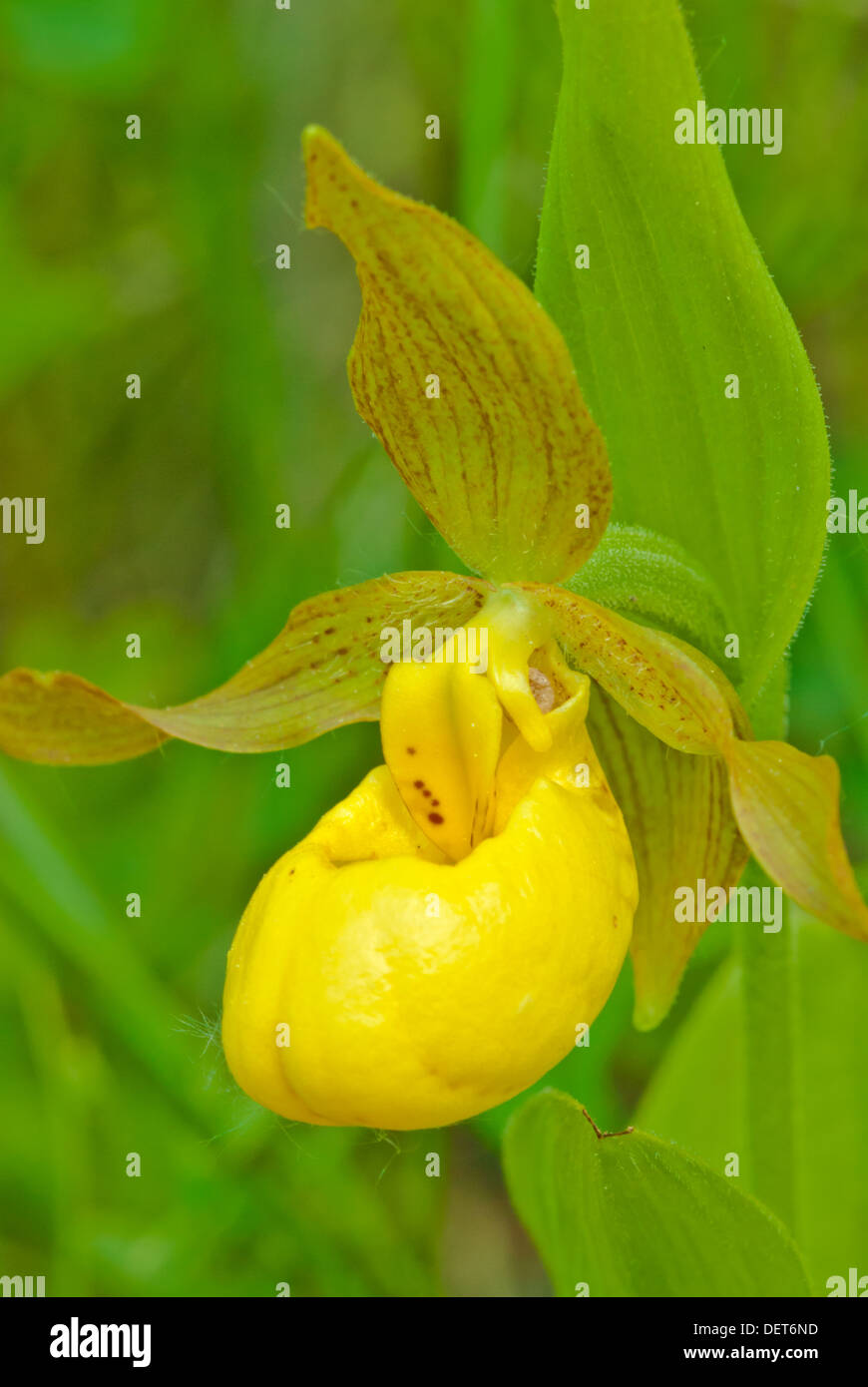 Gelbe Frauenschuh Orchidee (Cypripedium Calceolus) wächst in der Nähe von einem kalkigen Sumpf, Bow Valley Provincial Park, Alberta Stockfoto
