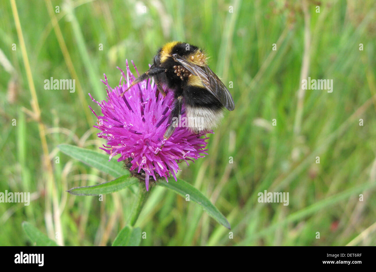 Milbe befallen White Tailed Bumble Bee (Bombus Lucorum) ernähren sich von gemeinsamen Flockenblume (Centaurea Nigra) Stockfoto