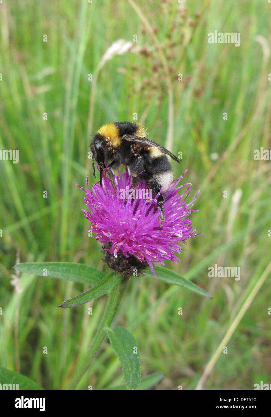 Milbe befallen White Tailed Bumble Bee (Bombus Lucorum) ernähren sich von gemeinsamen Flockenblume (Centaurea Nigra) Stockfoto