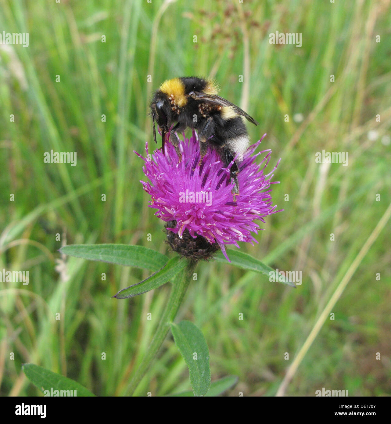 Milbe befallen White Tailed Bumble Bee (Bombus Lucorum) ernähren sich von gemeinsamen Flockenblume (Centaurea Nigra) Stockfoto