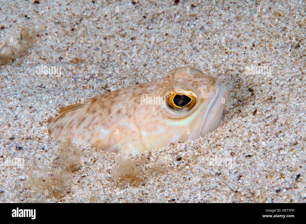 Größere Petermännchen (Trachinus Draco), Schwarzes Meer, Krim, Europa Stockfoto