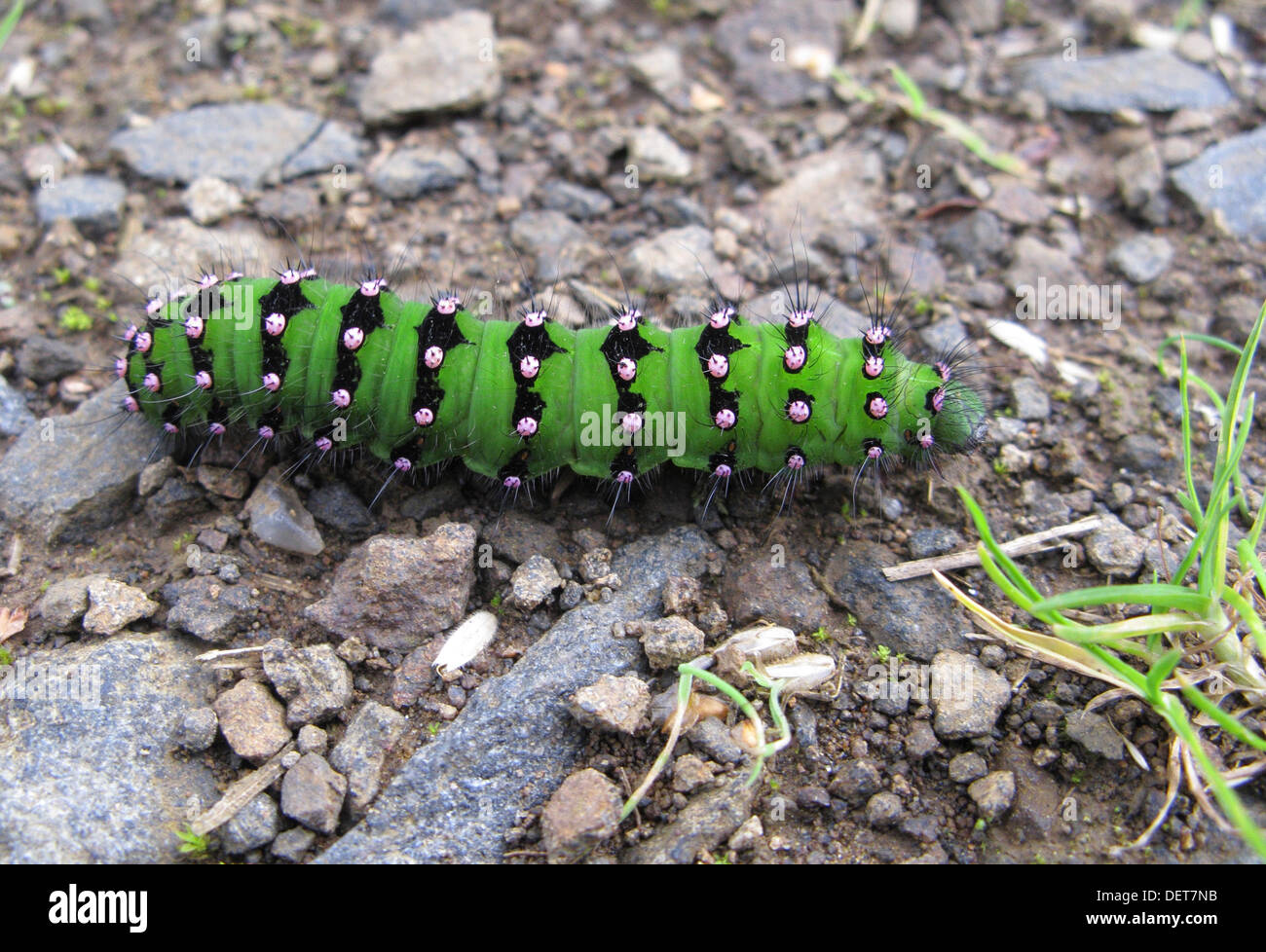 Kaiser Falter Raupe im späten Instar Entwicklung (Saturnia Pavonia) im späten Sommer, UK Stockfoto